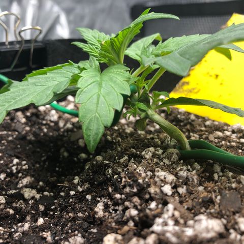 Blue Dream Auto growlog photo: 10:25 responding well to training slight burn in the one tip not sure what yet would guess light stress even though 30”+ and 60% dimmed