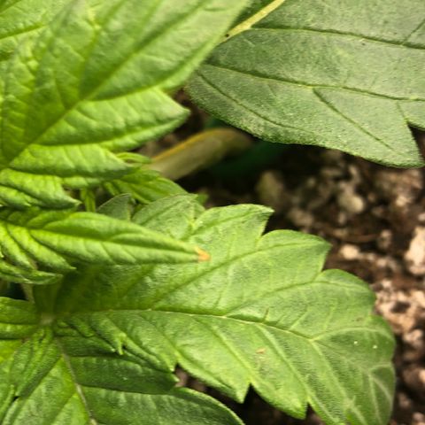 Blue Dream Auto growlog photo: 10:25 responding well to training slight burn in the one tip not sure what yet would guess light stress even though 30”+ and 60% dimmed