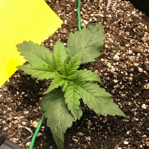 Blue Dream Auto growlog photo: 10:25 responding well to training slight burn in the one tip not sure what yet would guess light stress even though 30”+ and 60% dimmed