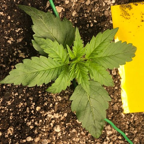 Blue Dream Auto growlog photo: 10:25 responding well to training slight burn in the one tip not sure what yet would guess light stress even though 30”+ and 60% dimmed