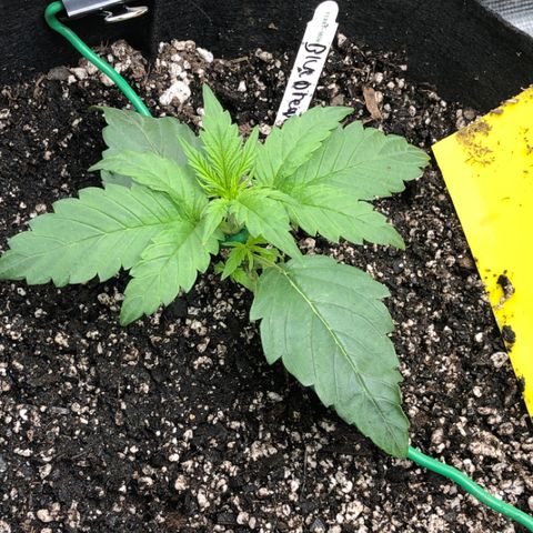 Blue Dream Auto growlog photo: Immediate after first application growers recharge 5:15pm