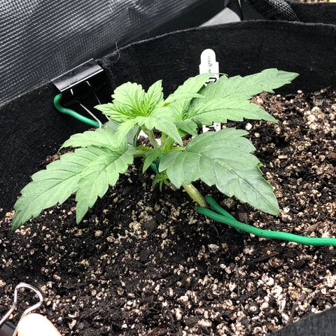 Blue Dream Auto growlog photo: 10:34 am seeing some fast progression height wise adding more nodes 15 hrs after recharge they haven’t slept yet