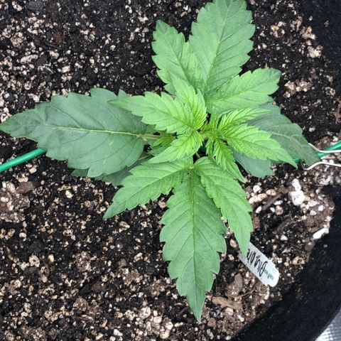 Blue Dream Auto growlog photo: 10:34 am seeing some fast progression height wise adding more nodes 15 hrs after recharge they haven’t slept yet