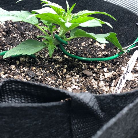 Blue Dream Auto growlog photo: 10:34 am seeing some fast progression height wise adding more nodes 15 hrs after recharge they haven’t slept yet