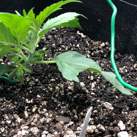 Blue Dream Auto growlog timeline photo