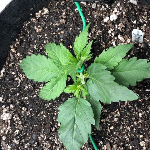 Blue Dream Auto growlog timeline photo