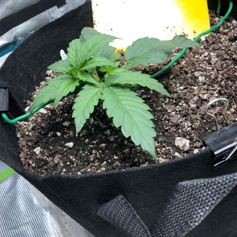 Blue Dream Auto growlog photo: 10:49 am looks pretty good second top getting bigger 