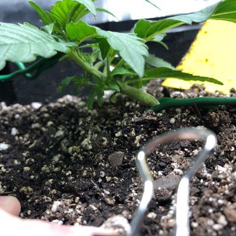 Blue Dream Auto growlog photo: 10:49 am looks pretty good second top getting bigger 