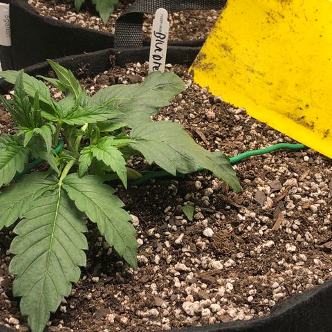 Blue Dream Auto growlog photo: 10:44 looks pretty damn good I wish leaves weren’t on the dirt 
