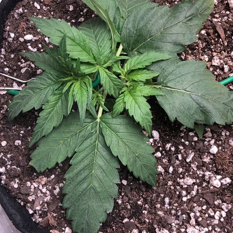 Blue Dream Auto growlog photo: 10:44 looks pretty damn good I wish leaves weren’t on the dirt 