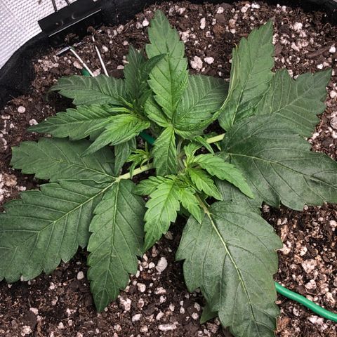 Blue Dream Auto growlog photo: 10:44 looks pretty damn good I wish leaves weren’t on the dirt 