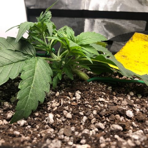 Blue Dream Auto growlog photo: 10:27 am looks pretty good lots of new tops allowing lift to try to get leafs of the dirt