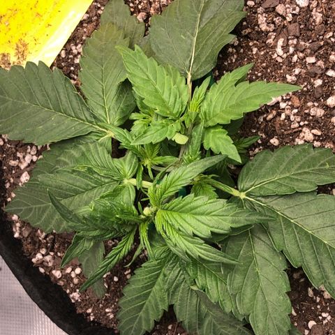 Blue Dream Auto growlog photo: 10:27 am looks pretty good lots of new tops allowing lift to try to get leafs of the dirt