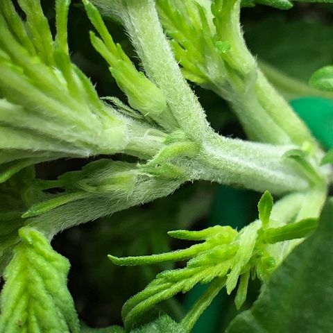 Blue Dream Auto growlog photo: We officially have our first girl 