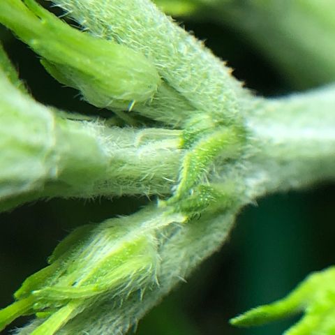 Blue Dream Auto growlog photo: We officially have our first girl 
