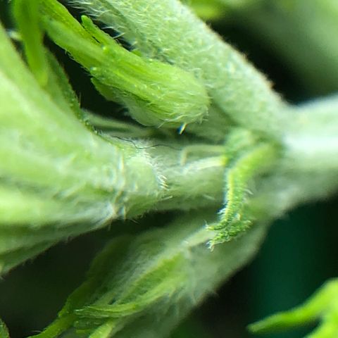 Blue Dream Auto growlog photo: We officially have our first girl 