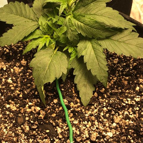 Blue Dream Auto growlog photo: Looks great tied back down more lots of tops trying to pop