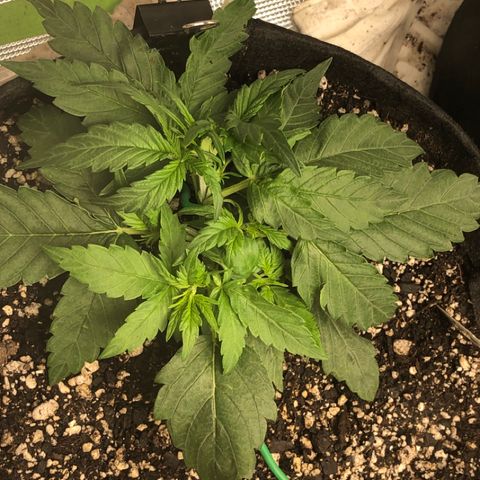 Blue Dream Auto growlog photo: Looks great tied back down more lots of tops trying to pop