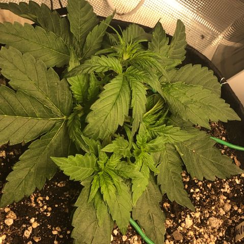 Blue Dream Auto growlog photo: 10:28 more training last night tops everywhere plants looks good and healthy 