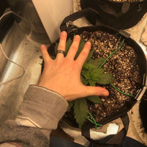 Blue Dream Auto growlog photo: 10:28 more training last night tops everywhere plants looks good and healthy 