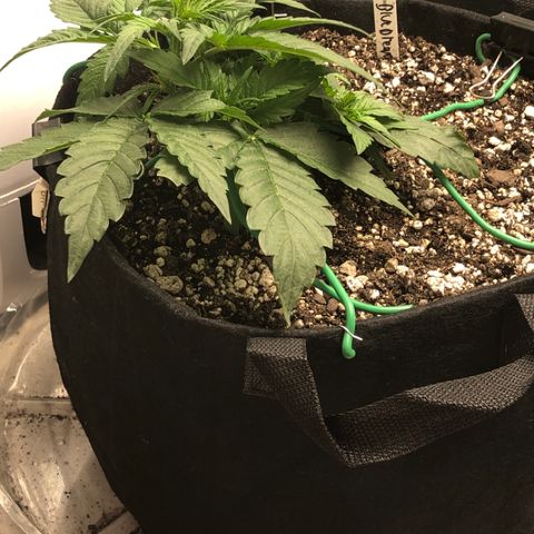 Blue Dream Auto growlog photo: 10:44  am looks to no real changes watering after they wake up I think she starting pre flower big pistols showing decent growth