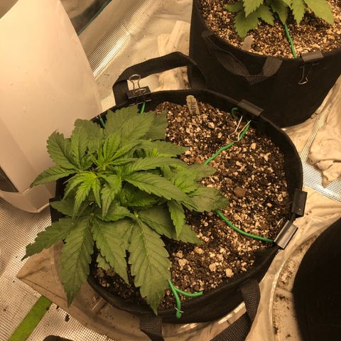 Blue Dream Auto growlog photo: 10:44  am looks to no real changes watering after they wake up I think she starting pre flower big pistols showing decent growth