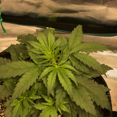 Blue Dream Auto growlog photo: 10:24 am getting big and bushy need to tie back down after lights up 