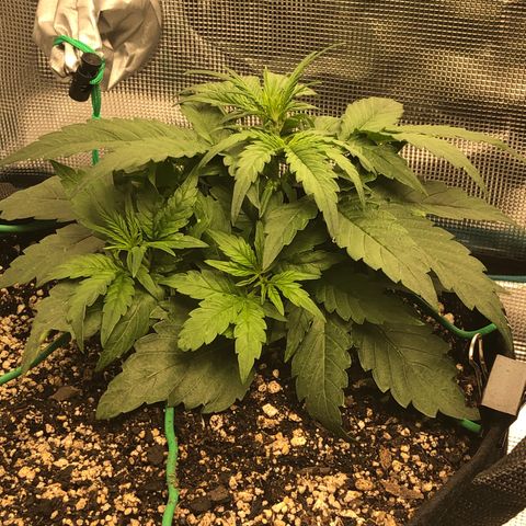 Blue Dream Auto growlog photo: 10:24 am getting big and bushy need to tie back down after lights up 