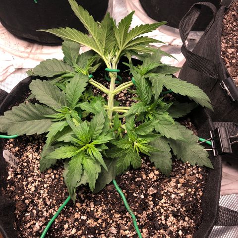 Blue Dream Auto growlog photo: 3:55 Lst and holy fuck this one is growing so fast in comparison 