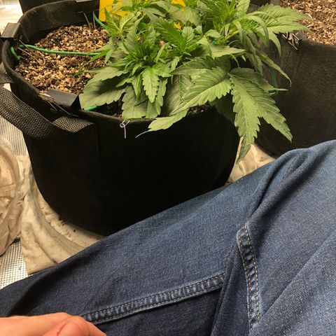Blue Dream Auto growlog photo: 10:29 fuckers ripping pulled top back down a little water tomorrow 