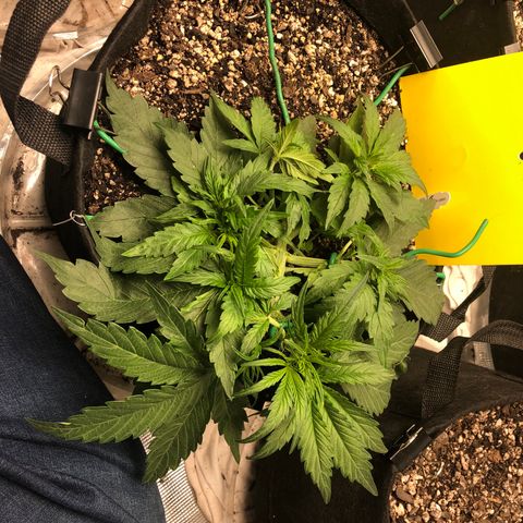 Blue Dream Auto growlog photo: 10:29 fuckers ripping pulled top back down a little water tomorrow 
