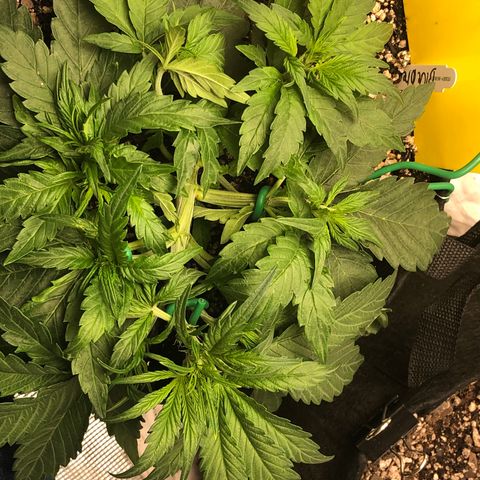 Blue Dream Auto growlog photo: 10:29 fuckers ripping pulled top back down a little water tomorrow 