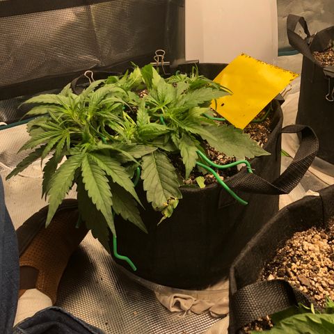 Blue Dream Auto growlog photo: 10:38 day 23-24 growing greats no concerns will start flowering nutes soon tied a new top repulled main down again and broken one seems to be trying to recover 