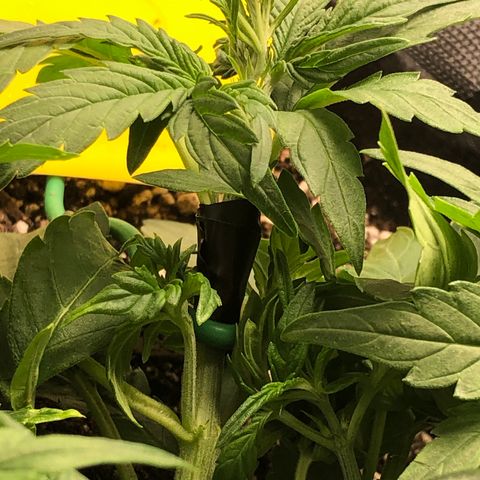 Blue Dream Auto growlog timeline photo