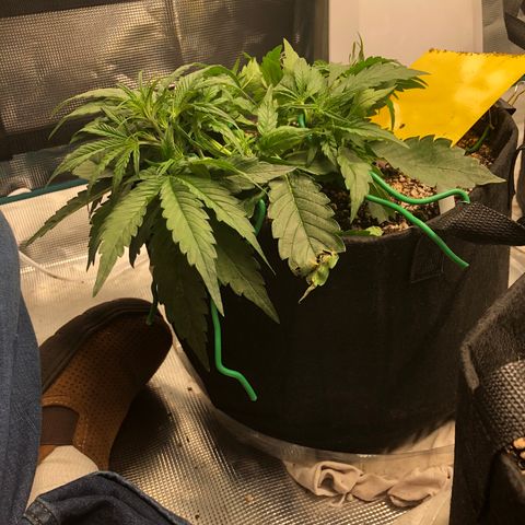 Blue Dream Auto growlog photo: 10:38 day 23-24 growing greats no concerns will start flowering nutes soon tied a new top repulled main down again and broken one seems to be trying to recover 
