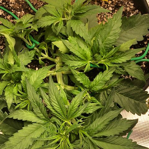 Blue Dream Auto growlog photo: 10:38 day 23-24 growing greats no concerns will start flowering nutes soon tied a new top repulled main down again and broken one seems to be trying to recover 