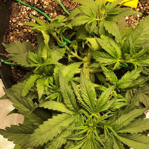 Blue Dream Auto growlog photo: 10:38 day 23-24 growing greats no concerns will start flowering nutes soon tied a new top repulled main down again and broken one seems to be trying to recover 