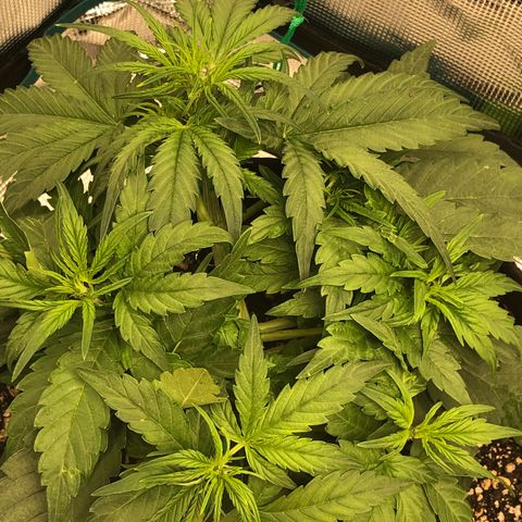 Blue Dream Auto growlog photo: 10:53 looks amazing already can’t see the spots I cleared yesterday too is ripping hard huge growth will take bandage off after lights up
