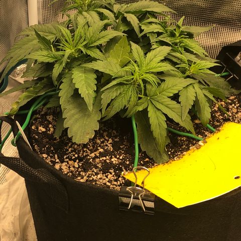 Blue Dream Auto growlog photo: 10:53 looks amazing already can’t see the spots I cleared yesterday too is ripping hard huge growth will take bandage off after lights up