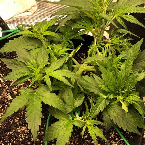 Blue Dream Auto growlog photo: First defoliation 4:01 PM