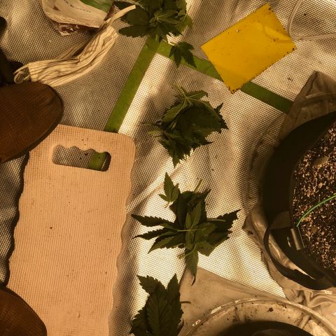 Blue Dream Auto growlog photo: Leaves from first defoliation top to bottom Moby, Northern, Blue D, Pineapple