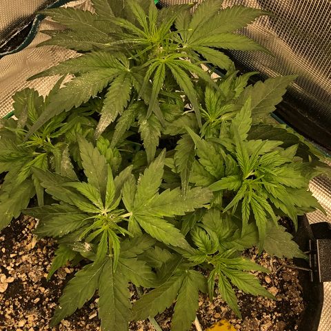 Blue Dream Auto growlog photo: 10:32 looks amazing going pull this bottom leaf and cut the tape open to check and it is not ready put small amount of tape back in will check on the 28th if not healed will to cut it off first diatomaceous earth and defoliation yesterday 
