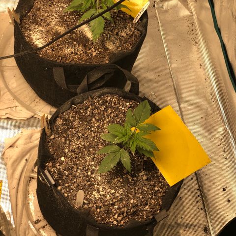 Blue Dream Auto growlog photo: Group photos been awhile