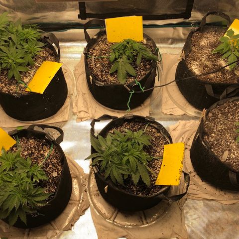 Blue Dream Auto growlog photo: Group photos been awhile
