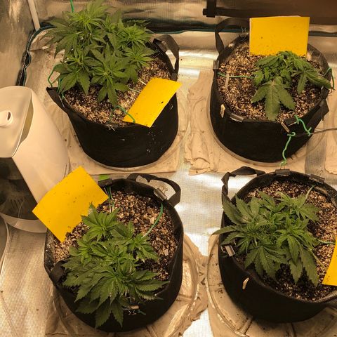 Blue Dream Auto growlog photo: Group photos been awhile