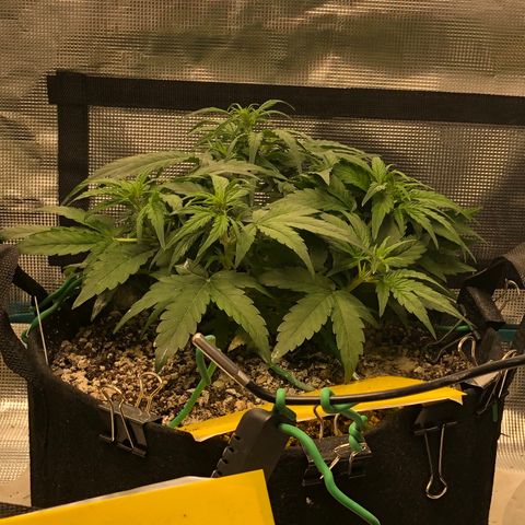 Blue Dream Auto growlog photo: 10:56 holy fucking growing batman