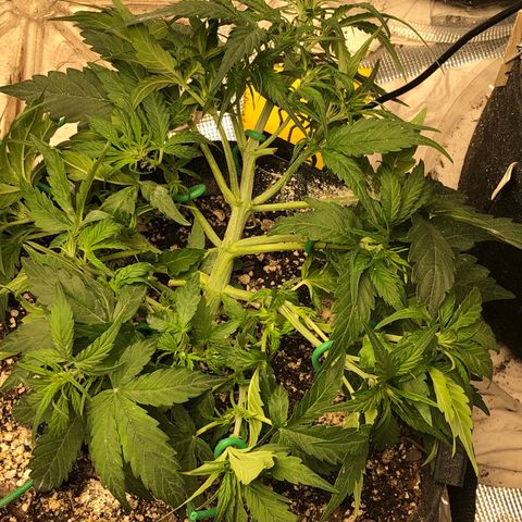 Blue Dream Auto growlog photo: 10:56 holy fucking growing batman