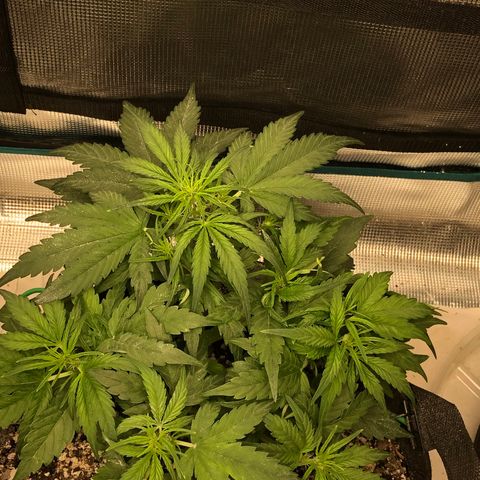 Blue Dream Auto growlog photo: 10:56 holy fucking growing batman