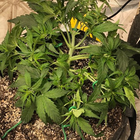 Blue Dream Auto growlog photo: 10:56 holy fucking growing batman