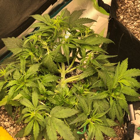 Blue Dream Auto growlog photo: 10:35 this thing is a fucking monster  I love it